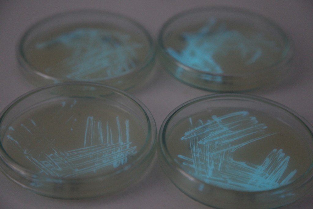 bio.display » Photobacterium Phosphoreum